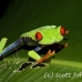 frog_tree_redeyed_tar_h_0576_cos0906.jpg